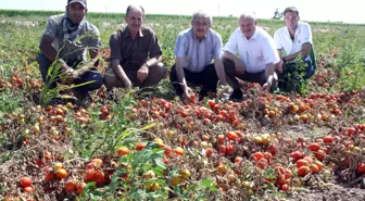 Karacabey Ziraat Odası Başkanı Karahasanoğlu Açıklaması