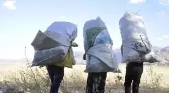 Kış İçin Meradan Tezek Topluyorlar