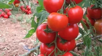 Muş'ta Sırık Domates Hasadı Başladı