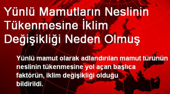 Yünlü Mamutların Neslinin Tükenmesine İklim Değişikliği Neden Olmuş