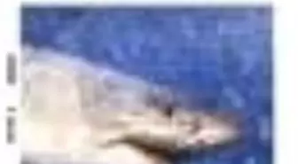 Sanat Dünyamız Sayı: 136 Kitabı