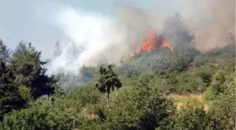 Kahramanmaraş'ta Orman Yangını