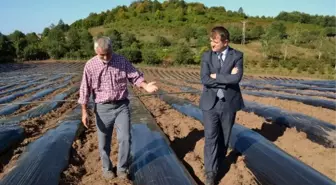 Karadeniz'in En Büyük Çilek Tarlası Ordu'ya Kuruluyor