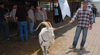 Seferihisar Koyun ve Keçi Panayırı Türkiye'yi Ağırlayacak