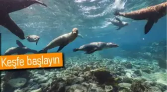 Street View ile Galapagos Adaları'nı Gezin