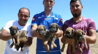 Yavru Köpekleri Turistler Kurtardı