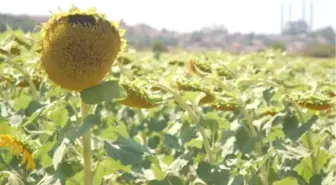 Ayçiçeği Avans Alım Fiyatlarının Açıklanması