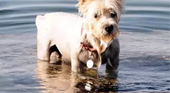 Köpeğini Denize Soktun Cezasına Tepki