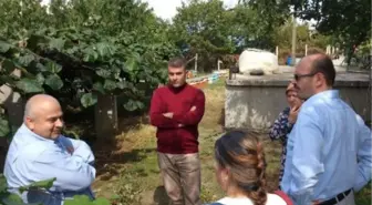 Abana Kivi'nin Cazibe Merkezi Oldu