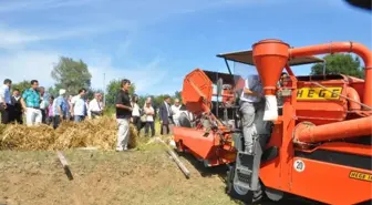 Samsun'da Fasulye Hasat Tarla Günü