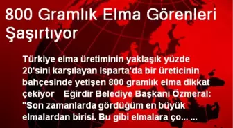 800 Gramlık Elma Görenleri Şaşırtıyor