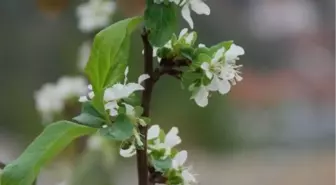 Sonbaharda Çiçek Açan Erik Fidanı Şaşırttı