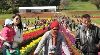 Avustralya'da Lale Festivali Coşkusu