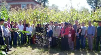 Kumru'da 'Çiftçi Tarla Okulu Projesi' Uygulaması