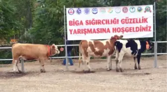 Biga Sığırcılığı Güzellik Yarışması