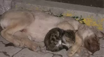 Yavru Kedi Yaralı Köpeğin Başında Acıyla İnledi