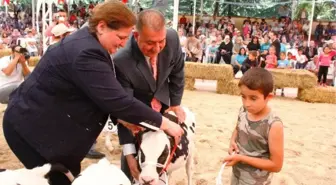 Bol Sütlü İnekler Güzelliklerini Sergiledi