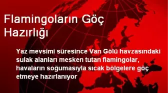 Flamingoların Göç Hazırlığı