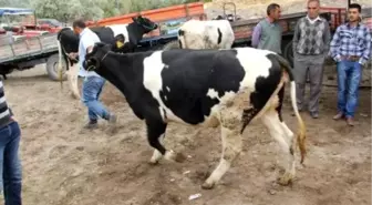 Acıgöl İlçesi'nde Çatak Kapsamında Taş Toplama Etkinliği Yapıldı