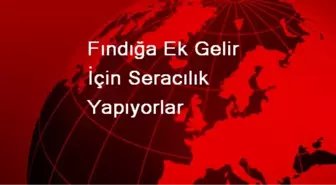 Fındığa Ek Gelir İçin Seracılık Yapıyorlar