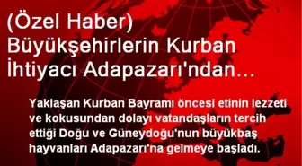 (Özel Haber) Büyükşehirlerin Kurban İhtiyacı Adapazarı'ndan Karşılanıyor