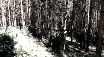 Sarıçam ormanları gençleştiriliyor KARS