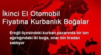 İkinci El Otomobil Fiyatına Kurbanlık Boğalar