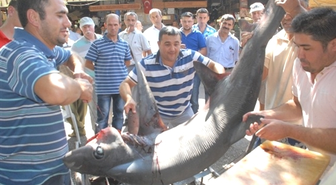 Fethiye'de Oltaya Köpek Balığı Takıldı
