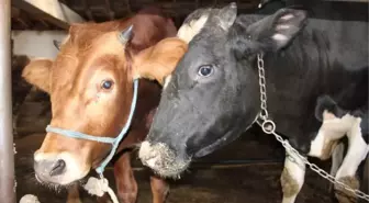 Kurbanlık Hayvanlardan Şüphe Duyarsanız Pasaportunu İsteyin