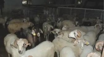 Besicilerin Umudu Kurban Bayramı'nda