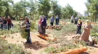 İzmirli Kadınlar Ağaç Katliamını Durdurdu