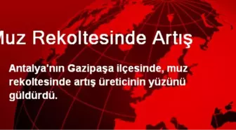 Muz Rekoltesinde Artış