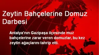 Zeytin Bahçelerine Domuz Darbesi