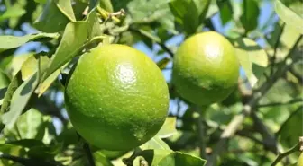 Mersin'de Limon Hasadı Lokumlu Başladı