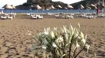 Kum zambaklarının sayısı arttı MUĞLA