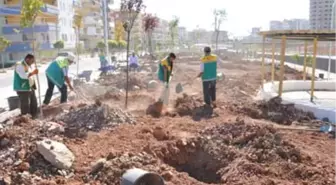 Şanlıurfa'da Akpınar Deresi Ağaçlandırma Çalışmaları