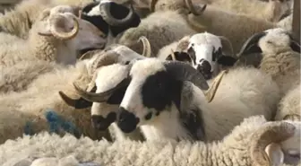 Adü Ziraat Fakültesi Kurbanlık Satışlarına Başladı