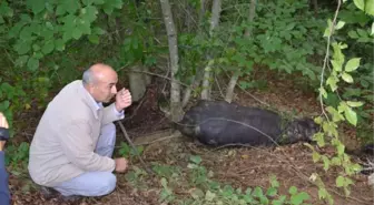 Mandaları Kafalarından Vurarak Öldürmüşler