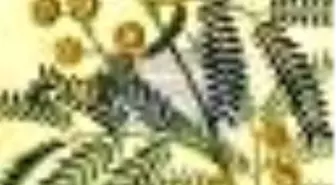 Mimoza Sürgünü Kitabı