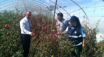 Köylü Üretimine Zabıta Denetimi
