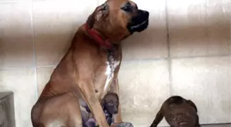 Anne Köpek ve 7 Yavrusu Boğulmaktan Son Anda Kurtarıldı