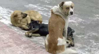 Erciş'te Sokak Köpeklerini Kısırlaştırma Projesi