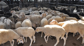 Kütahya'da Kurban Bayramı Tedbirleri