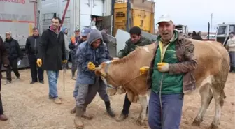 180 Baş Gebe Düve Dağıtıldı