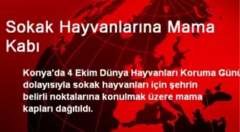 Sokak Hayvanlarına Mama Kabı