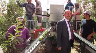 Karaman'da 450 Bin Ton Elma Rekoltesi Bekleniyor