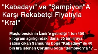 'Kabadayı' ve 'Şampiyon'A Karşı Rekabetçi Fiyatıyla 'Kral'