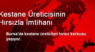 Kestane Üreticisinin Hırsızla İmtihanı