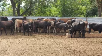 Kurbanlık Hayvan Fiyatları Vatandaşı Sevindirdi