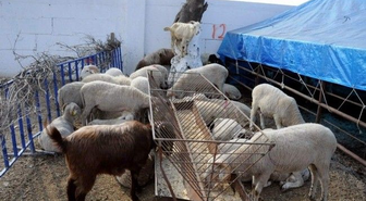 Tarsus Belediyesi, Kurban Satış ve Kesim Yerlerini Belirledi